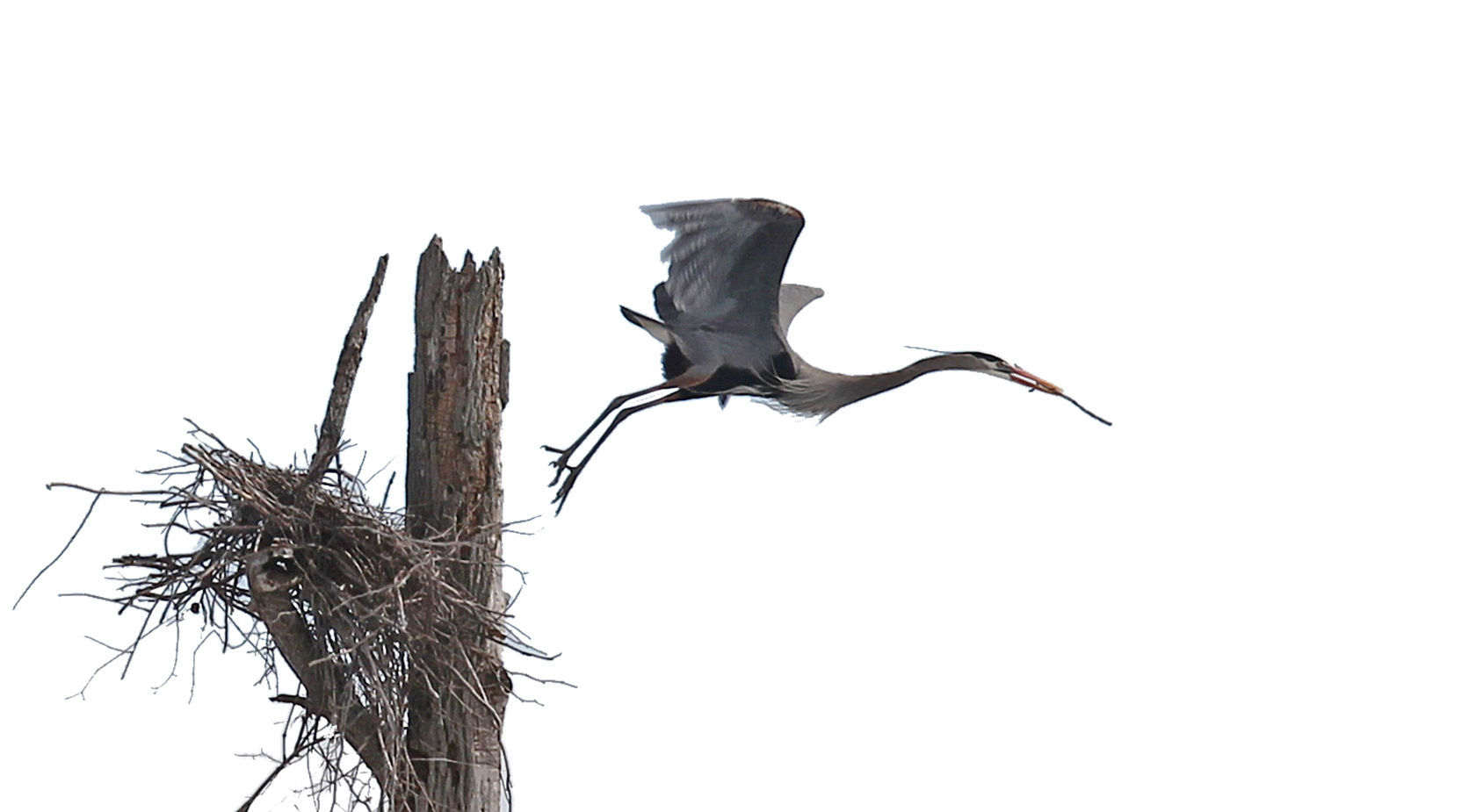 Great blue herons